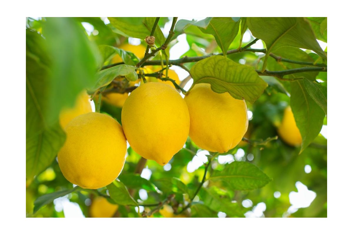 Albero di limoni: le varietà, come piantarlo e curarlo